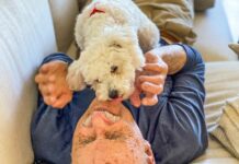 Improve your dog’s health; follow these tips to get the best results with hassle free process Improve your dog’s health
