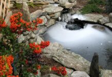 Key Considerations When Adding Fish to a Garden Pond Key Considerations When Adding Fish to a Garden Pond