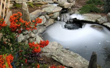 Key Considerations When Adding Fish to a Garden Pond Key Considerations When Adding Fish to a Garden Pond