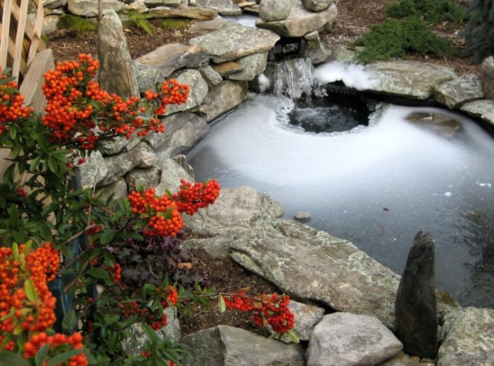 Key Considerations When Adding Fish to a Garden Pond